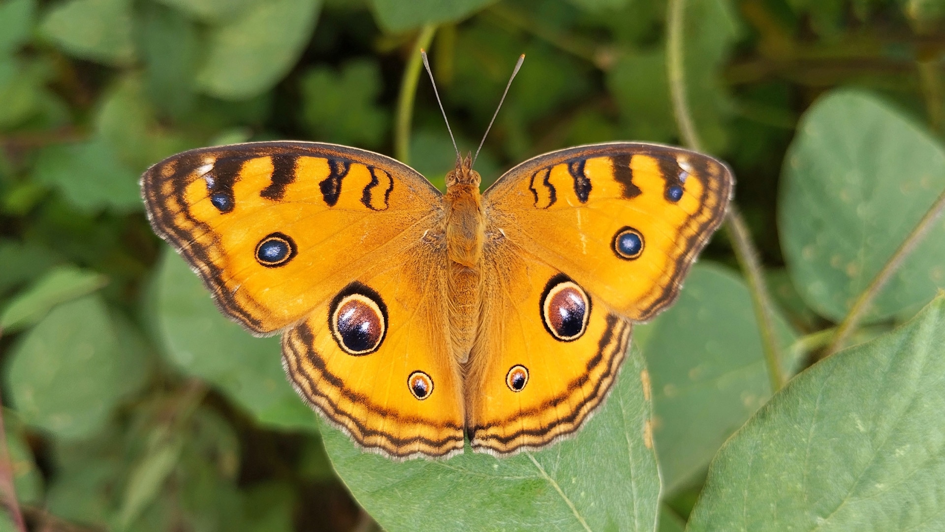 Butterfly facts | Insects & Arachnids | BBC Earth | BBC Earth